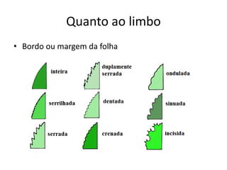 Quanto ao limbo 
•Bordo ou margem da folha  