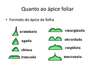 Quanto ao ápice foliar 
•Formato do ápice da folha  