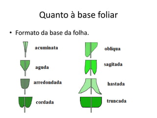 Quanto à base foliar 
•Formato da base da folha.  