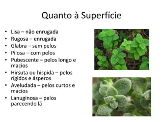 Quanto à Superfície 
•Lisa – não enrugada 
•Rugosa – enrugada 
•Glabra – sem pelos 
•Pilosa – com pelos 
•Pubescente – pelos longo e macios 
•Hirsuta ou hispida – pelos rígidos e ásperos 
•Aveludada – pelos curtos e macios 
•Lanuginosa – pelos parecendo lã  