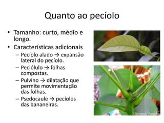 Quanto ao pecíolo 
•Tamanho: curto, médio e longo. 
•Características adicionais 
–Pecíolo alado → expansão lateral do pecíolo. 
–Peciólulo → folhas compostas. 
–Pulvino → dilatação que permite movimentação das folhas. 
–Psedocaule → pecíolos das bananeiras.  