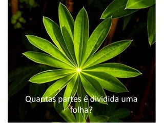 Quantas partes é dividida uma folha?  