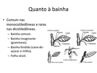Quanto à bainha 
•Comum nas monocotiledôneas e raras nas dicotiledôneas. 
–Bainha comum. 
–Bainha invaginante (gramíneas). 
–Bainha fendida (cana-de- açúcar e milho). 
–Folha séssil.  
