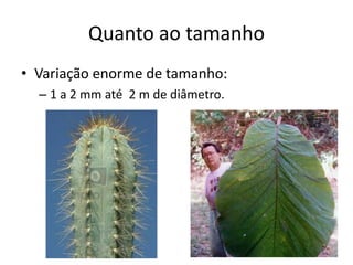 Quanto ao tamanho 
•Variação enorme de tamanho: 
–1 a 2 mm até 2 m de diâmetro. 
 