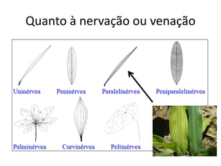 Quanto à nervação ou venação 
 