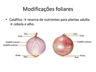 Modificações foliares 
•Catáfilos → reserva de nutrientes para plantas adulta → cebola e alho.  