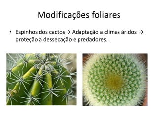Modificações foliares 
•Espinhos dos cactos→ Adaptação a climas áridos → proteção a dessecação e predadores.  