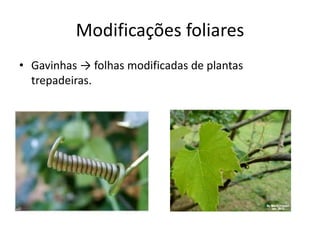 Modificações foliares 
•Gavinhas → folhas modificadas de plantas trepadeiras.  