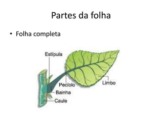 Partes da folha 
•Folha completa  