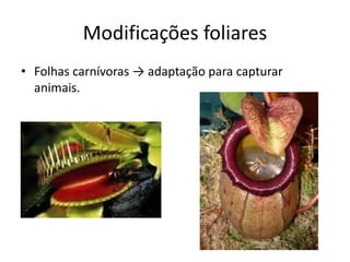 Modificações foliares 
•Folhas carnívoras → adaptação para capturar animais.  
