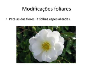Modificações foliares 
•Pétalas das flores → folhas especializadas.  