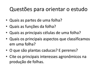 Questões para orientar o estudo 
•Quais as partes de uma folha? 
•Quais as funções da folha? 
•Quais as principais células de uma folha? 
•Quais os principais aspectos que classificamos em uma folha? 
•O que são plantas caducas? E perenes? 
•Cite os principais interesses agronômicos na produção de folhas.  