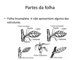 Partes da folha 
•Folha Incompleta → não apresentam alguma das estruturas.  