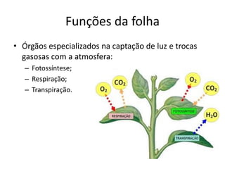 Funções da folha 
•Órgãos especializados na captação de luz e trocas gasosas com a atmosfera: 
–Fotossíntese; 
–Respiração; 
–Transpiração.  