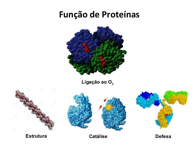 Aula 6 funções das proteínas