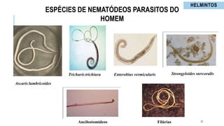 Helmintos Parasitologia Mecanismos de agressão.pptx