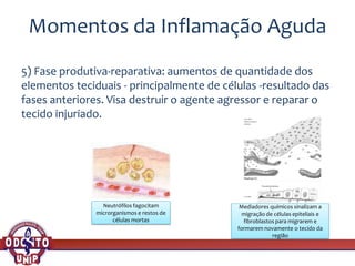 Momentos da Inflamação Aguda
5) Fase produtiva-reparativa: aumentos de quantidade dos
elementos teciduais - principalmente de células -resultado das
fases anteriores. Visa destruir o agente agressor e reparar o
tecido injuriado.
Mediadores químicos sinalizam a
migração de células epiteliais e
fibroblastos para migrarem e
formarem novamente o tecido da
região
Neutrófilos fagocitam
microrganismos e restos de
células mortas
 