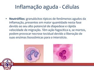 Inflamação aguda - Células
• Neutrófilos: granulócitos típicos de fenômenos agudos da
inflamação, presentes em maior quantidade nesta fase
devido ao seu alto potencial de diapedese e rápida
velocidade de migração. Têm ação fagocítica e, se mortos,
podem provocar necrose tecidual devido a liberação de
suas enzimas lisossômicas para o interstício.
 