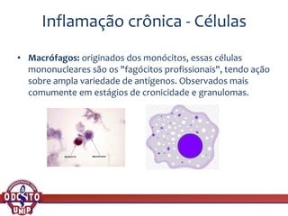 Inflamação crônica - Células
• Macrófagos: originados dos monócitos, essas células
mononucleares são os "fagócitos profissionais", tendo ação
sobre ampla variedade de antígenos. Observados mais
comumente em estágios de cronicidade e granulomas.
 