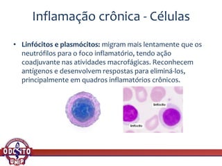 Inflamação crônica - Células
• Linfócitos e plasmócitos: migram mais lentamente que os
neutrófilos para o foco inflamatório, tendo ação
coadjuvante nas atividades macrofágicas. Reconhecem
antígenos e desenvolvem respostas para eliminá-los,
principalmente em quadros inflamatórios crônicos.
 