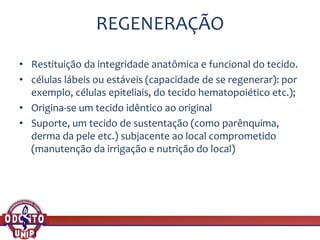 REGENERAÇÃO
• Restituição da integridade anatômica e funcional do tecido.
• células lábeis ou estáveis (capacidade de se regenerar): por
exemplo, células epiteliais, do tecido hematopoiético etc.);
• Origina-se um tecido idêntico ao original
• Suporte, um tecido de sustentação (como parênquima,
derma da pele etc.) subjacente ao local comprometido
(manutenção da irrigação e nutrição do local)
 