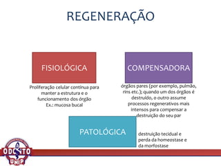 REGENERAÇÃO
FISIOLÓGICA COMPENSADORA
Proliferação celular contínua para
manter a estrutura e o
funcionamento dos órgão
Ex.: mucosa bucal
órgãos pares (por exemplo, pulmão,
rins etc.); quando um dos órgãos é
destruído, o outro assume
processos regenerativos mais
intensos para compensar a
destruição do seu par
destruição tecidual e
perda da homeostase e
da morfostase
PATOLÓGICA
 