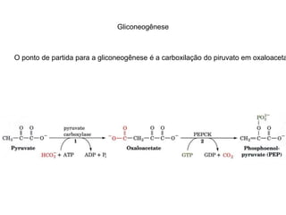 Gliconeogênese 
O ponto de partida para a gliconeogênese é a carboxilação do piruvato em oxaloacetato  