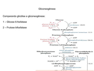 Gliconeogênese 
Comparando glicólise e gliconeogênese: 
1 – Glicose 6-fosfatase 
2 – Frutose bifosfatase 
 