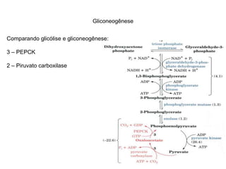 Gliconeogênese 
Comparando glicólise e gliconeogênese: 
3 – PEPCK 
2 – Piruvato carboxilase 
