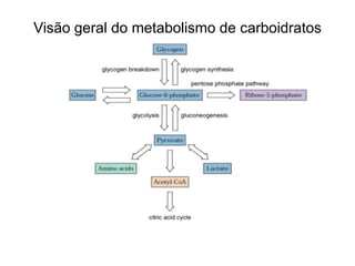 Visão geral do metabolismo de carboidratos 
 