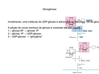 Glicogênese 
Inicialmente, uma molécula de UDP-glicose é adicionada ao triptofano 194 da glicogenina. A adição de novos resíduos de glicose é mostrado em três etapas: 
1 – glicose 6P → glicose 1P 
2 – glicose 1P → UDP-glicose 
3 – UDP-glicose → “glicogênio” 
 