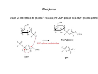Glicogênese 
Etapa 2: conversão de glicose 1-fosfato em UDP-glicose pela UDP glicose pirofosfatase 
 
