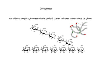 Glicogênese 
A molécula de glicogênio resultante poderá conter milhares de resíduos de glicose. 
 