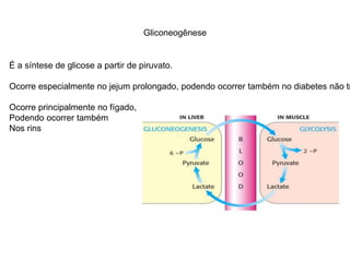 Gliconeogênese 
É a síntese de glicose a partir de piruvato. 
Ocorre especialmente no jejum prolongado, podendo ocorrer também no diabetes não tratado. 
Ocorre principalmente no fígado, 
Podendo ocorrer também 
Nos rins 
 