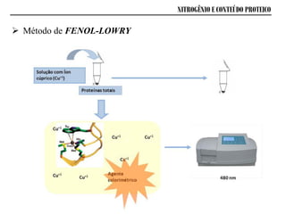 NITROGÊNIO E CONTEÚDO PROTEICO
 Método de FENOL-LOWRY
 
