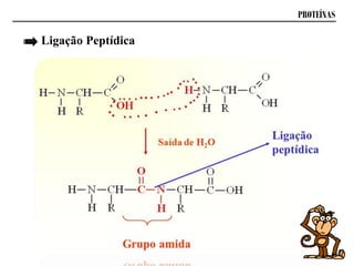 PROTEÍNAS
Ligação Peptídica
 