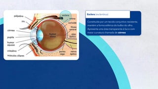 2
Constituída por um tecido conjuntivo resistente,
mantém a forma esférica do bulbo do olho.
Apresenta uma área transparente à luz e com
maior curvatura chamada de córnea
Esclera (esclerótica)
 