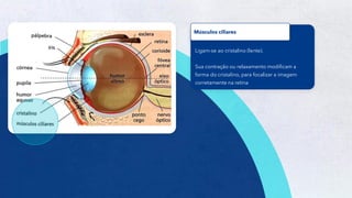 4
Ligam-se ao cristalino (lente).
Sua contração ou relaxamento modificam a
forma do cristalino, para focalizar a imagem
corretamente na retina
Músculos ciliares
 