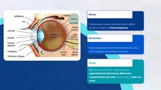 5
Camada que reveste internamente o globo
ocular e contém os fotorreceptores.
Retina
Fotorreceptores extremamente sensíveis à luz,
mas incapazes de distinguir as cores
Bastonetes
Menos sensíveis à luz, mas possuem a
capacidade de discriminar diferentes
comprimentos de onda, permitindo a visão em
cores
Cones
 