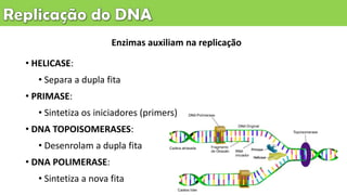 Enzimas auxiliam na replicação
• HELICASE:
• Separa a dupla fita
• PRIMASE:
• Sintetiza os iniciadores (primers)
• DNA TOPOISOMERASES:
• Desenrolam a dupla fita
• DNA POLIMERASE:
• Sintetiza a nova fita
 