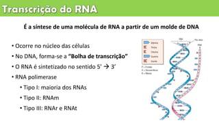 • Ocorre no núcleo das células
• No DNA, forma-se a “Bolha de transcrição”
• O RNA é sintetizado no sentido 5’  3’
• RNA polimerase
• Tipo I: maioria dos RNAs
• Tipo II: RNAm
• Tipo III: RNAr e RNAt
É a síntese de uma molécula de RNA a partir de um molde de DNA
 