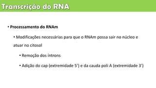 • Processamento do RNAm
• Modificações necessárias para que o RNAm possa sair no núcleo e
atuar no citosol
• Remoção dos íntrons
• Adição do cap (extremidade 5’) e da cauda poli A (extremidade 3’)
 