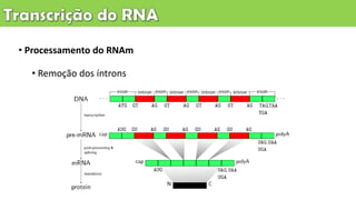 • Processamento do RNAm
• Remoção dos íntrons
 