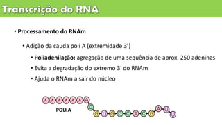 • Processamento do RNAm
• Adição da cauda poli A (extremidade 3’)
• Poliadenilação: agregação de uma sequência de aprox. 250 adeninas
• Evita a degradação do extremo 3' do RNAm
• Ajuda o RNAm a sair do núcleo
AAAAAA
POLI A
 