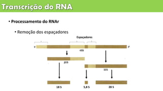 • Processamento do RNAr
• Remoção dos espaçadores
18 S 5,8 S 28 S
Espaçadores
 