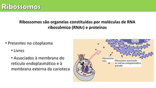 • Presentes no citoplasma
• Livres
• Associados à membrana do
retículo endoplasmático e à
membrana externa da carioteca
Ribossomos são organelas constituídas por moléculas de RNA
ribossômico (RNAr) e proteínas
 