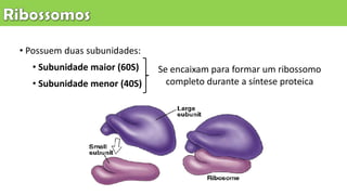 • Possuem duas subunidades:
• Subunidade maior (60S)
• Subunidade menor (40S)
Se encaixam para formar um ribossomo
completo durante a síntese proteica
 