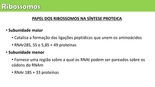 • Subunidade maior
• Catalisa a formação das ligações peptídicas que unem os aminoácidos
• RNAr28S, 5S e 5,8S + 49 proteínas
• Subunidade menor
• Fornece uma região sobre a qual os RNAt podem ser pareados sobre os
códons do RNAm
• RNAr 18S + 33 proteínas
PAPEL DOS RIBOSSOMOS NA SÍNTESE PROTEICA
 