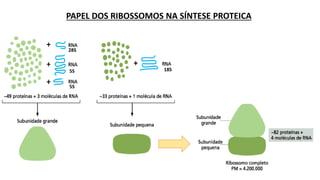 28S
5S
5S
18S
PAPEL DOS RIBOSSOMOS NA SÍNTESE PROTEICA
 