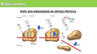 PAPEL DOS RIBOSSOMOS NA SÍNTESE PROTEICA
 